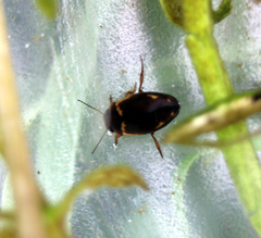 Hydroporus palustris