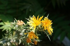 Scolymus
