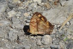 Symbrenthia lilaea formosanus