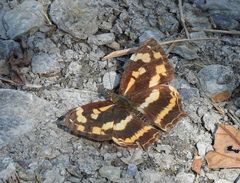 Symbrenthia lilaea formosanus