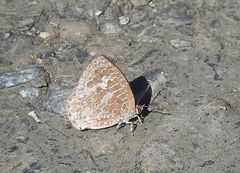 Arhopala birmana asakurae