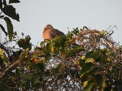 Streptopelia chinensis