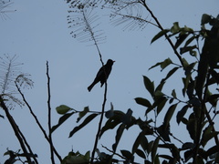 Hypsipetes leucocephalus