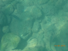 Canthigaster capistrata