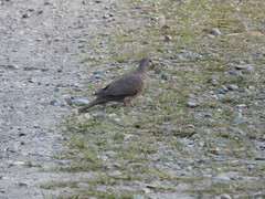 Streptopelia chinensis