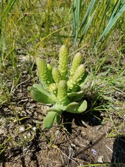 Orostachys malacophylla