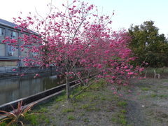 Prunus campanulata