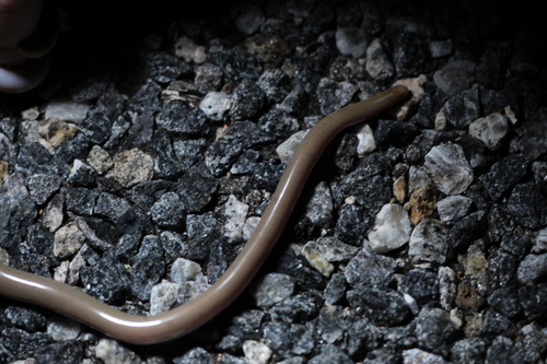Centralian Blind Snake