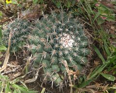 Mammillaria uncinata