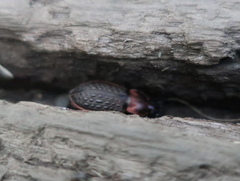 Carabus tuberculosus