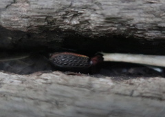 Carabus tuberculosus