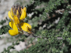 Adenocarpus foliolosus image