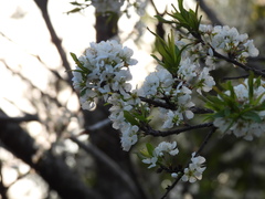Prunus