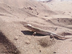 Acanthodactylus margaritae
