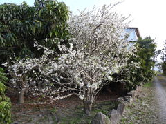 Prunus