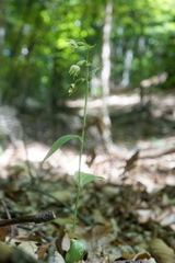 Epipactis persica