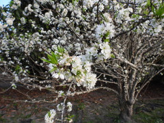 Prunus