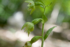 Epipactis persica