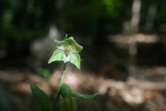 Epipactis persica