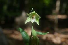 Epipactis persica