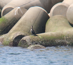 Phalacrocorax capillatus