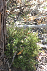 Hibbertia exutiacies