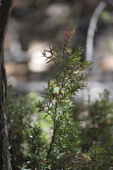 Hibbertia exutiacies
