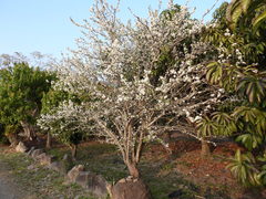 Prunus