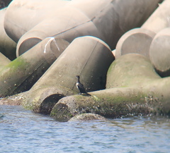 Phalacrocorax capillatus