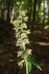 Epipactis leptochila