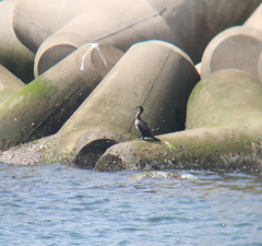 Phalacrocorax capillatus