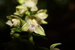 Epipactis leptochila