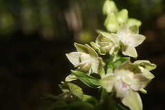 Epipactis leptochila