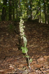 Epipactis leptochila