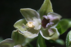 Epipactis leptochila