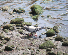 Columba livia domestica