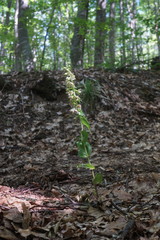 Epipactis leptochila