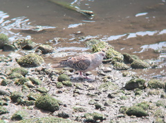 Streptopelia orientalis