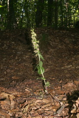 Epipactis leptochila