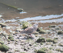 Streptopelia orientalis
