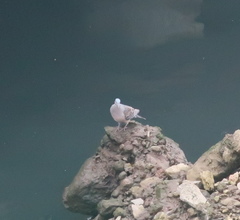 Streptopelia orientalis