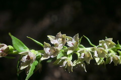 Epipactis leptochila