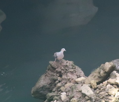 Streptopelia orientalis