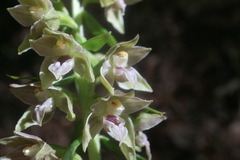 Epipactis leptochila