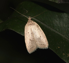 Brachynemata restricta