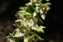 Epipactis leptochila