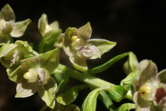 Epipactis leptochila