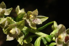 Epipactis leptochila