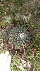 Mammillaria uncinata