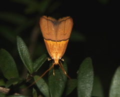 Crocanthes prasinopis